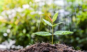 A plant being watered as it grows from soil