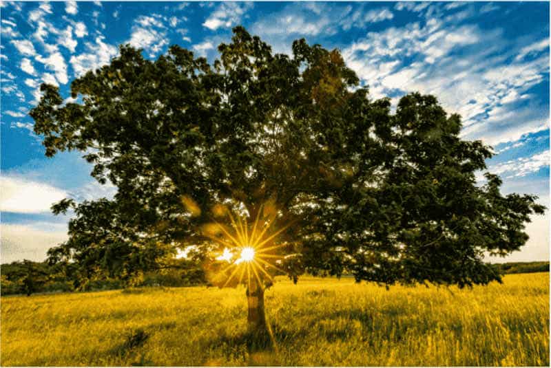 The sun sets behind a tree in a prairie.