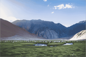 A field with sheep, with mountains in the background