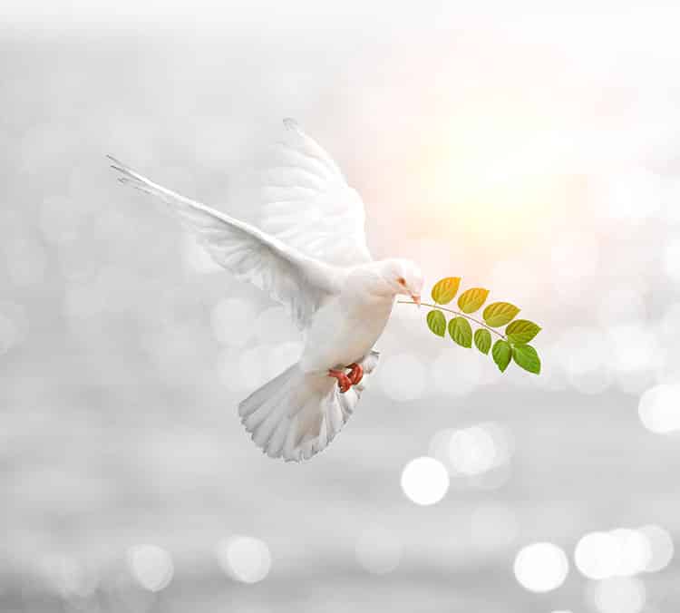Bird with an olive branch - why not give the gift of meditation?