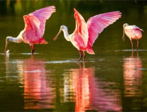 Image of 3 beautiful swans, signifying the 3 trainings of Buddhism